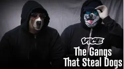 Vice | The Gangs That Steal Dogs
