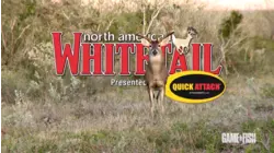 Smokepole Sooner Buck