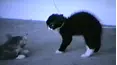 Funniest Pets & People