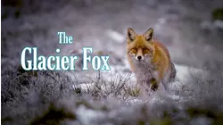 The Glacier Fox