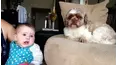 Crazy Fun Time Pet Countdown