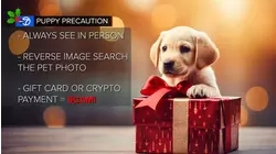 How to avoid scams when you are buying pets for holiday season
