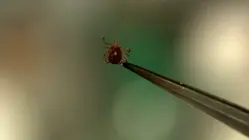 Health officials warn of tick-borne illness known as babesiosis
