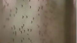 Dozen more mosquito samples test positive for West Nile virus in Suffolk County