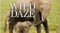 Wild Daze
