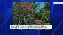 Trees in 5 Long Island towns riddled with invasive, tree-killing fungus
