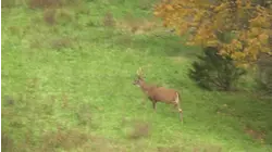 Rival Wild S6:E4 "Hang and Bang"