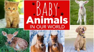 Baby Animals in Our World