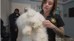 Over 100 animals rescued from deplorable conditions in cramped home