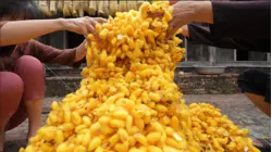 How Mountains Of Worm Cocoons Are Turned Into Expensive Silk In Vietnam