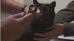 Pet Detective