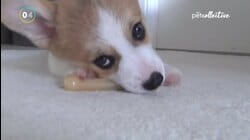 Top 10: Cutest Puppies