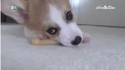 Top 10: Cutest Puppies