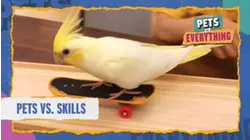 Pets VS. Skills