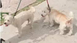 88-year-old Montrose man accused of pulling gun on neighbor walking dog