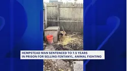 Hempstead man gets prison time, lifetime animal ban for dogfighting & selling fentanyl