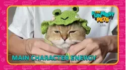 Countdown: The Funniest Pets | Main Character Energy