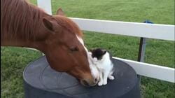 Breed All About It: Horses