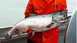 Why Copper River King Salmon Is So Expensive
