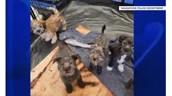 Puppy's death leads to rescue of 16 dogs, animal cruelty charges against Naugatuck woman