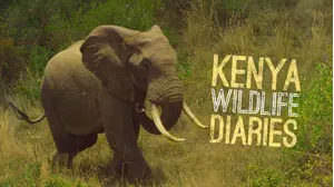 Kenya Wildlife Diaries