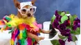 TPC's Pet Obsessed