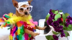 Unique Pets