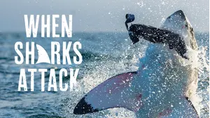 When Sharks Attack