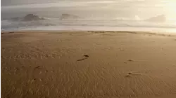 Seals vs. Hyennas