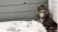 Animals Unscripted