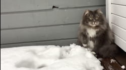 Cat Call