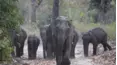 Viral Wild