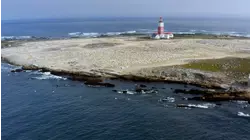 Dolphins and Gannets