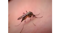 West Nile virus cases continue to increase; infected mosquitoes discovered in CT and NY