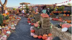 Pumpkin Patch Frenzy Goes Into Overdrive Thanks to Social Media