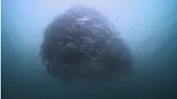 Open Ocean