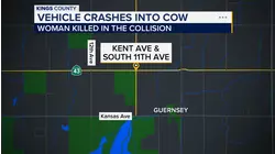 Woman dies after crashing into cow in Kings County, CHP says
