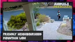 Friendly Neighborhood Mountain Lion