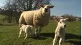 The Yorkshire Vet