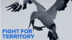 Fight for Territory