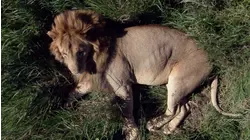 Africa Lion