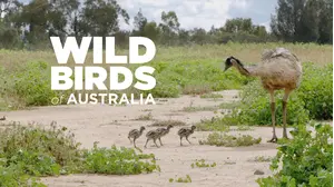Wild Birds of Australia