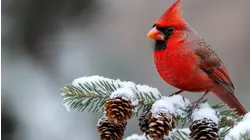 Snowbirds