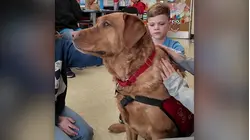 Therapy dog helps Bethpage students destress and connect across the country