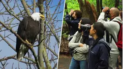 Flocking to It: Inside the Bird-Watching Boom