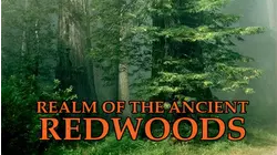 Realm of the Ancient Redwoods