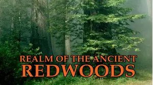 Realm of the Ancient Redwoods