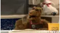 ALF