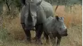 Baby Animals in the Wild