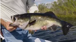 Tamiami Sweetwater